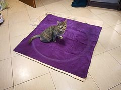 ����� ���� �&nbsp;����� �������, ����������� �&nbsp;���������� ����